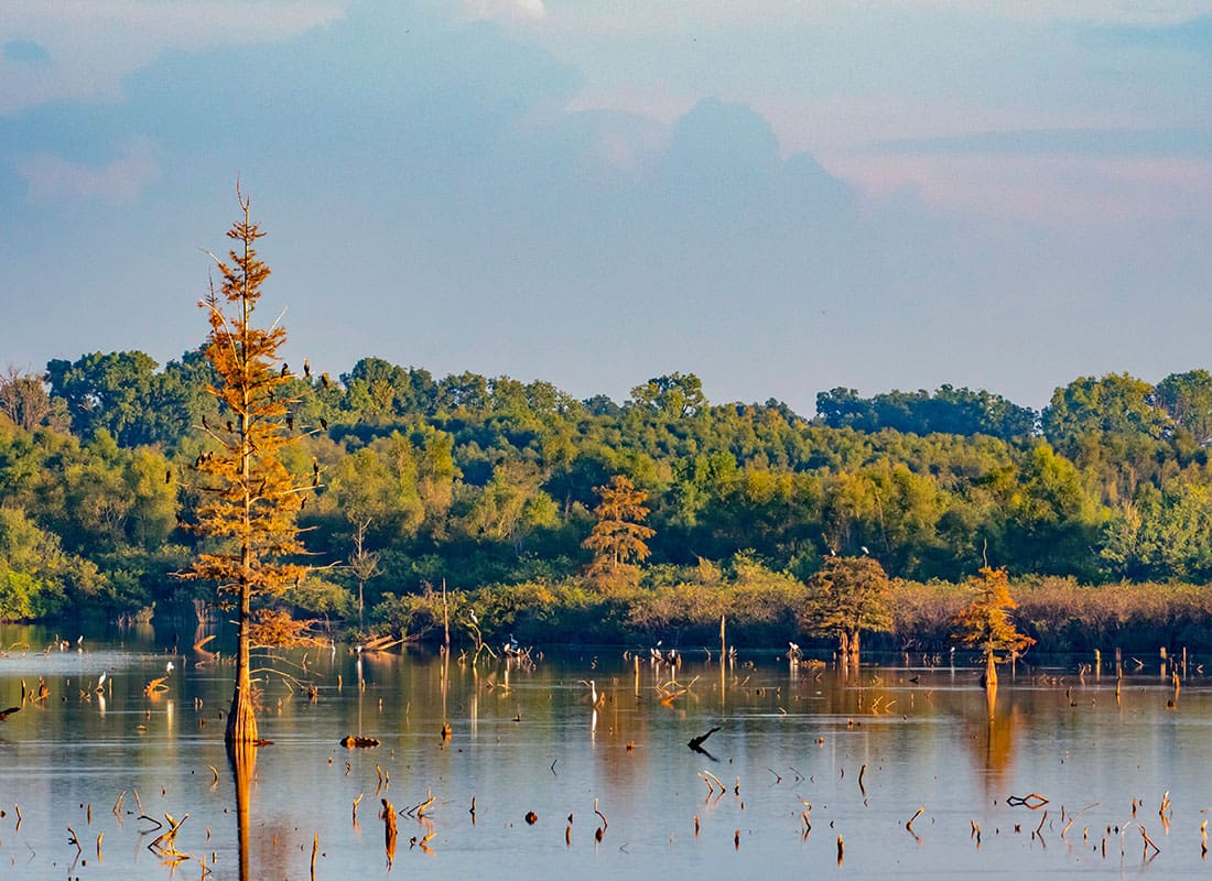 Rayville, LA - Scenic View of a Forest Next to Wetlands on a Sunny Day in a Park in Rayville Louisiana